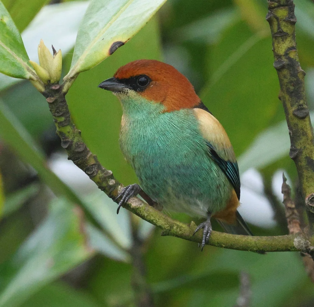 黑背靓唐纳雀(Stilpnia peruviana)