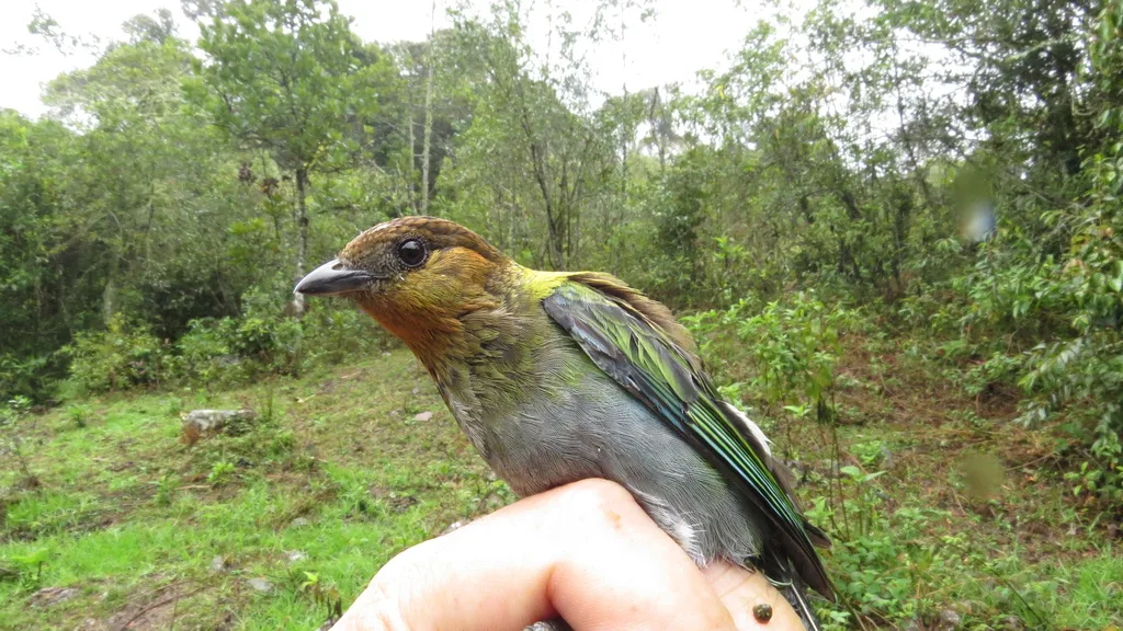 银背靓唐纳雀（Stilpnia viridicollis）