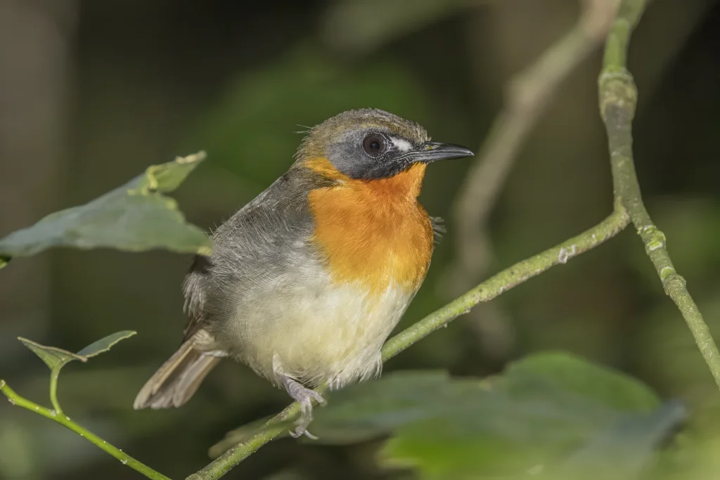 黄胸林鸲(Stiphrornis mabirae)