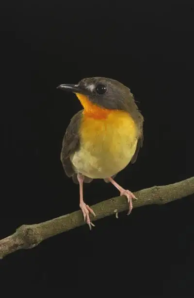 绿背林鸲(Stiphrornis pyrrholaemus)