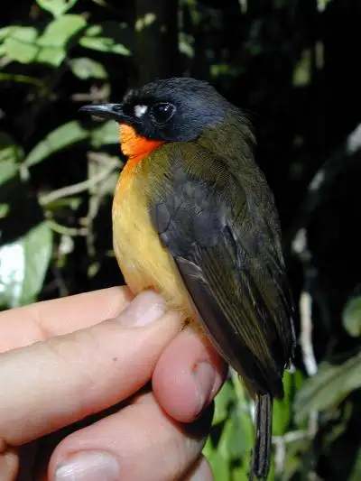 绿背林鸲(Stiphrornis pyrrholaemus)