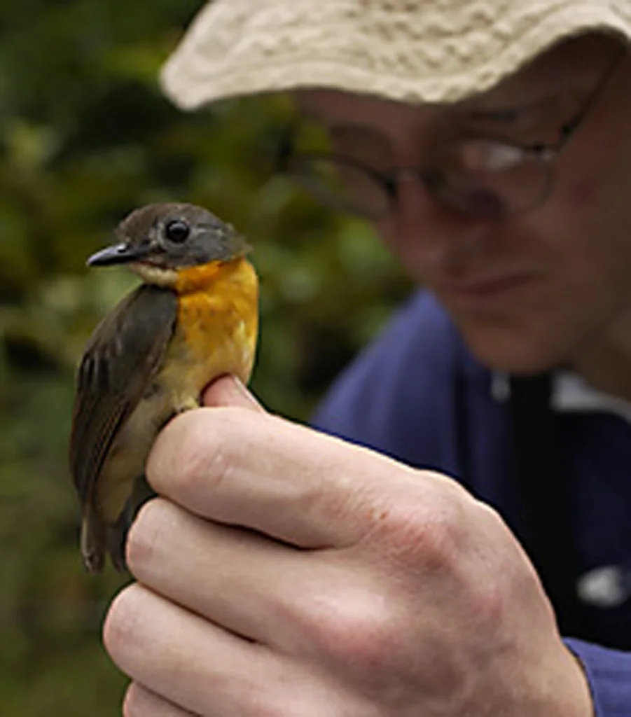 绿背林鸲(Stiphrornis pyrrholaemus)