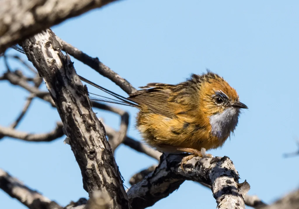 帚尾鹩莺(Stipiturus malachurus)