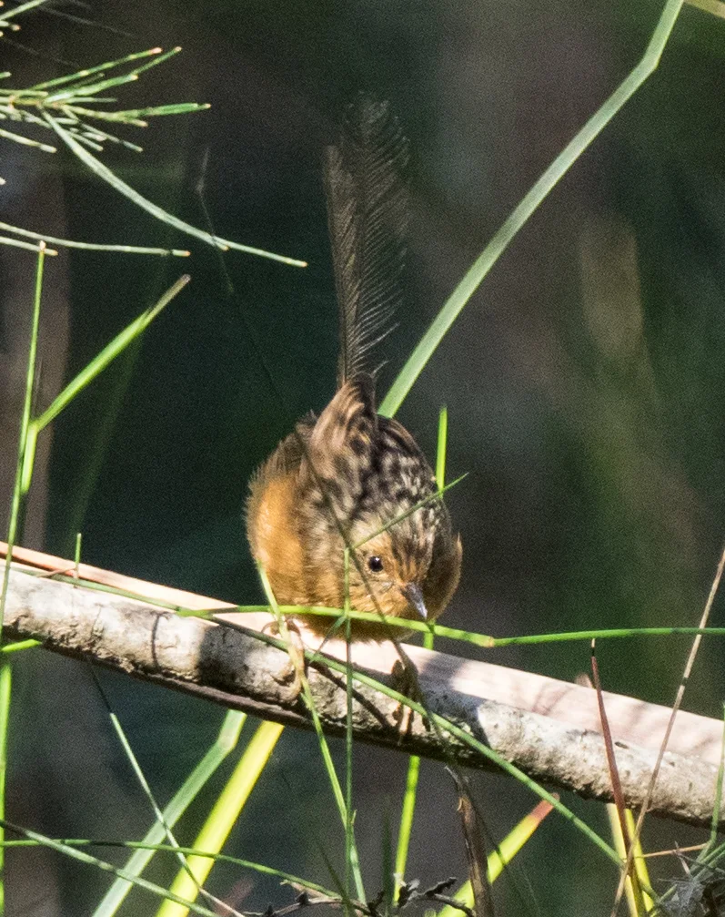 帚尾鹩莺(Stipiturus malachurus)