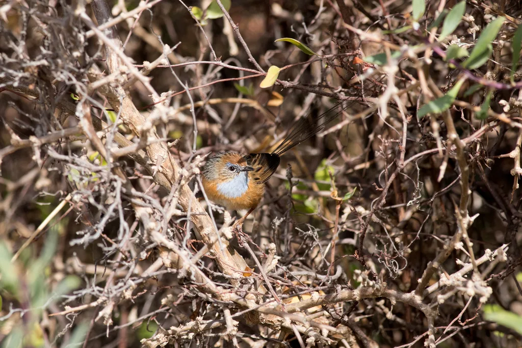 帚尾鹩莺(Stipiturus malachurus)