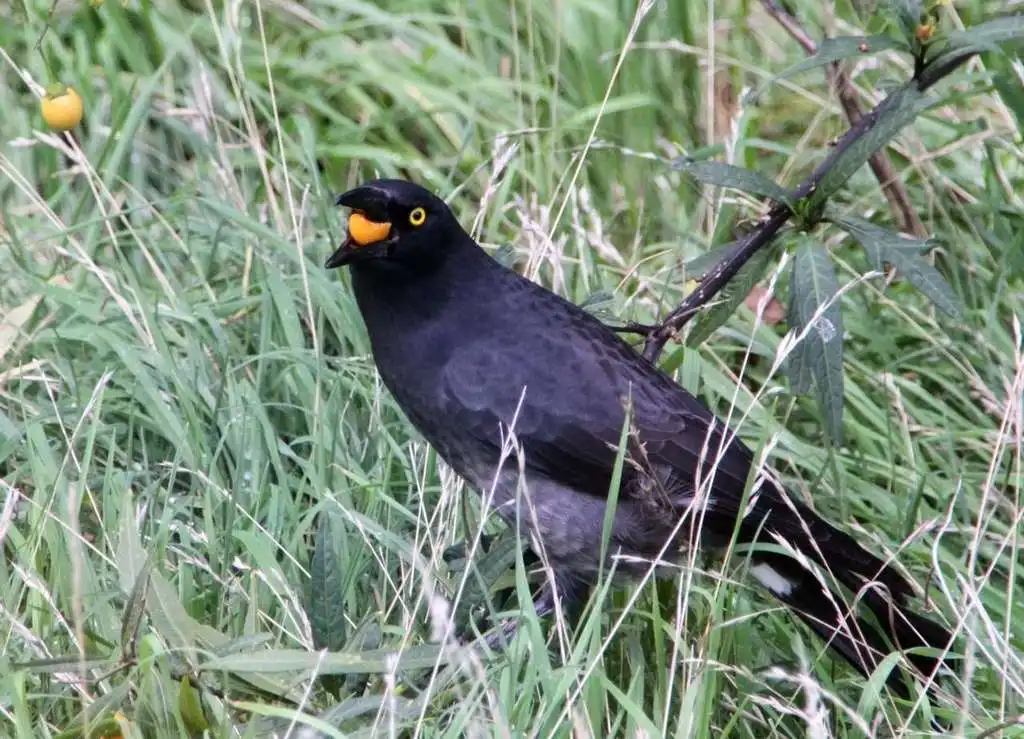 斑噪钟鹊(Strepera graculina)