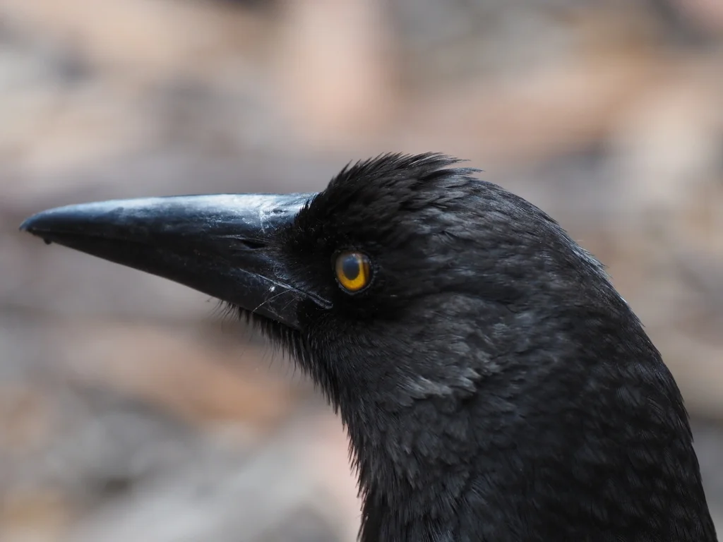 灰噪钟鹊(Strepera versicolor)