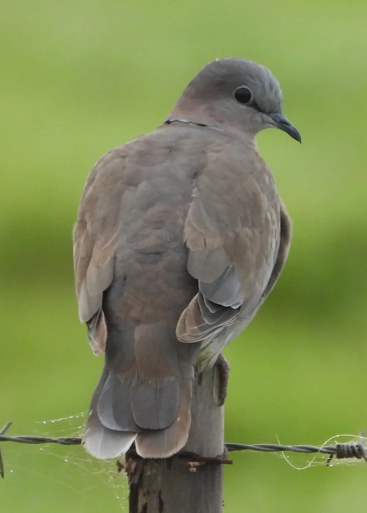 环颈斑鸠(Streptopelia capicola)