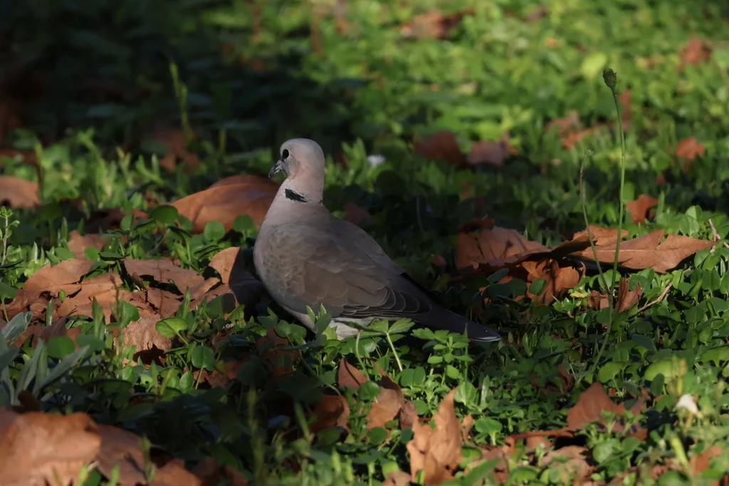 环颈斑鸠(Streptopelia capicola)