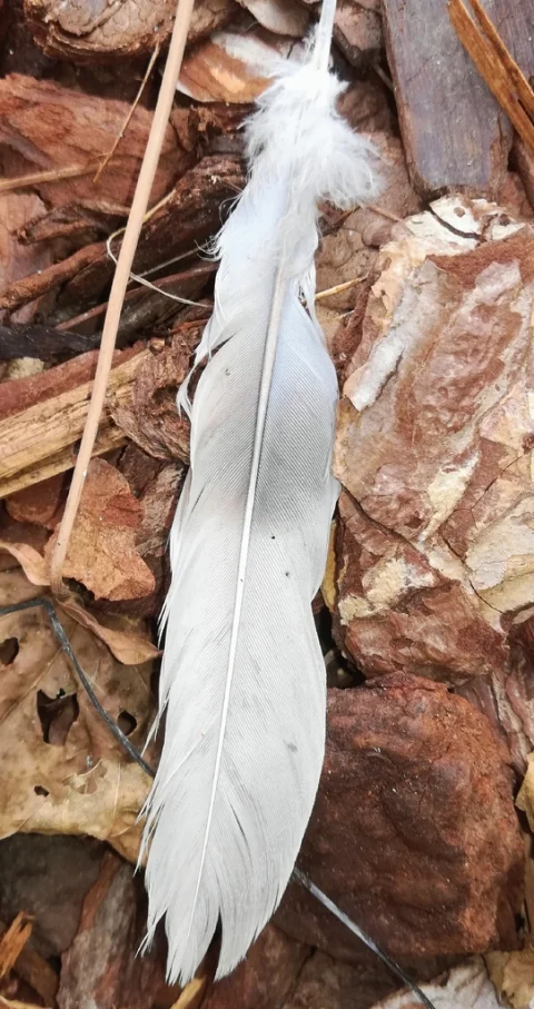 灰斑鸠
