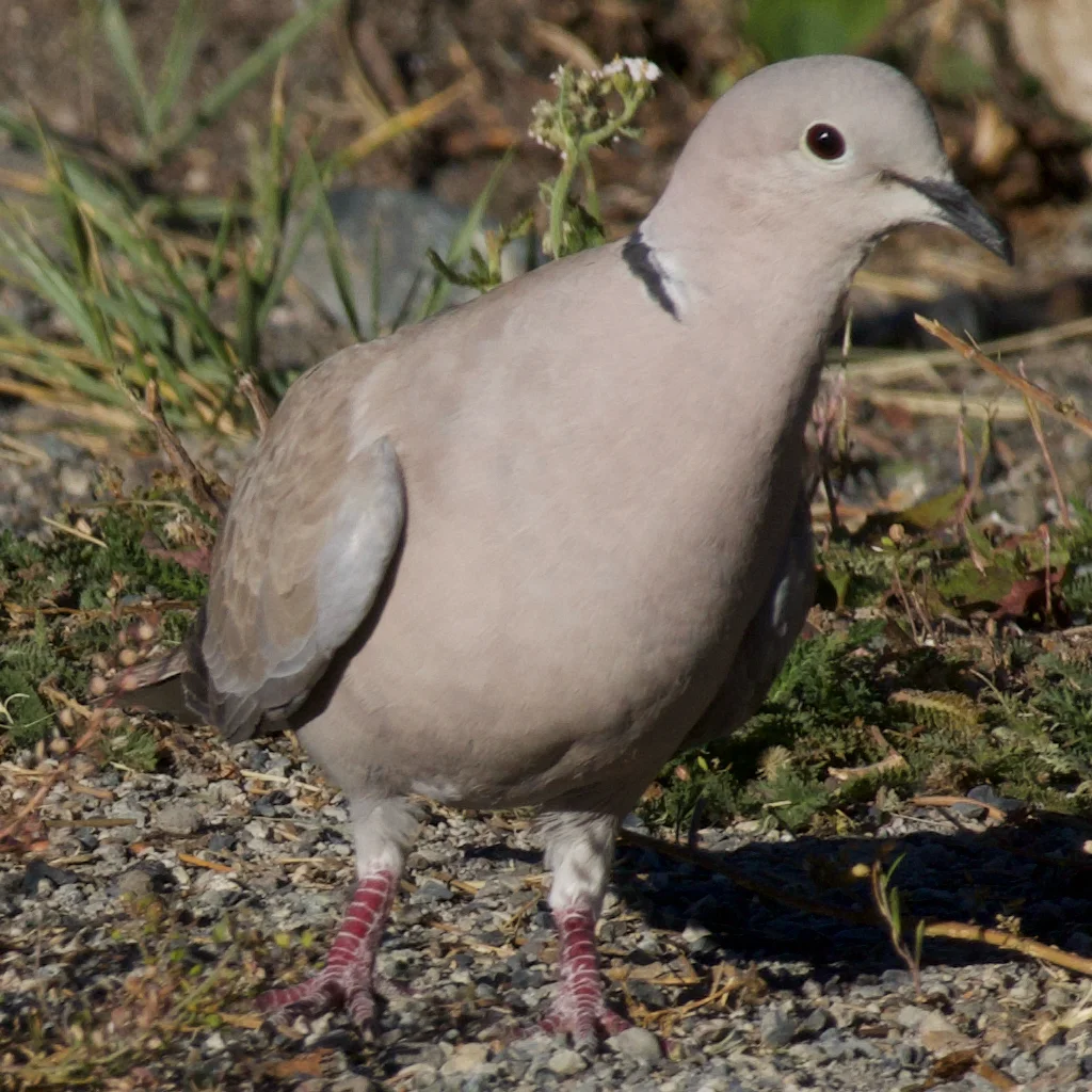 灰斑鸠(Streptopelia decaocto)