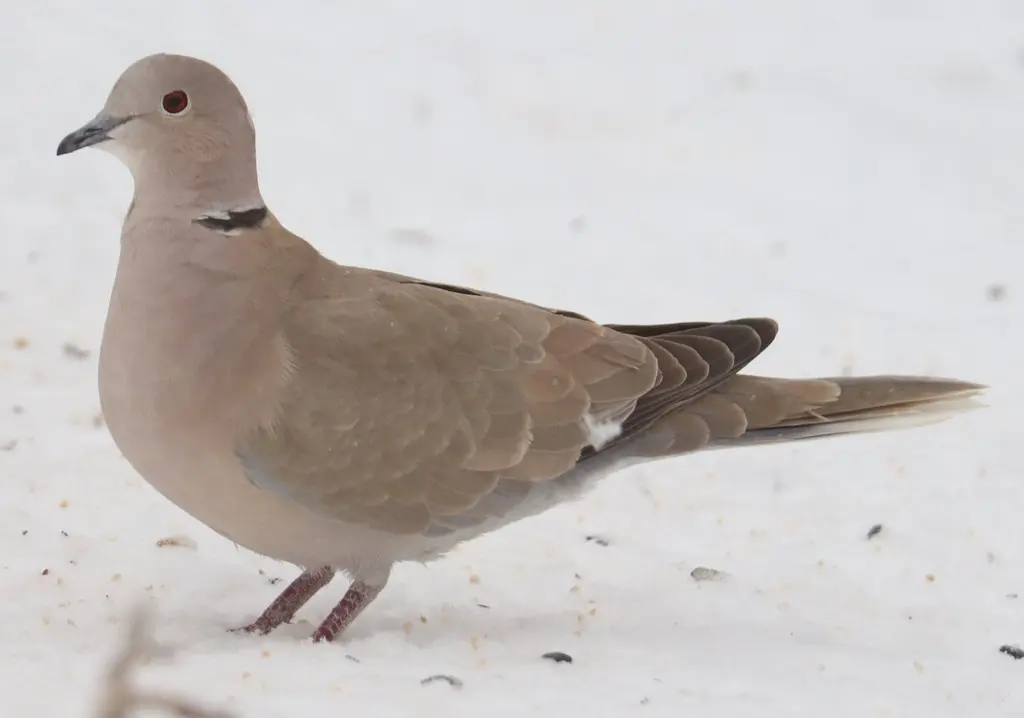 灰斑鸠(Streptopelia decaocto)