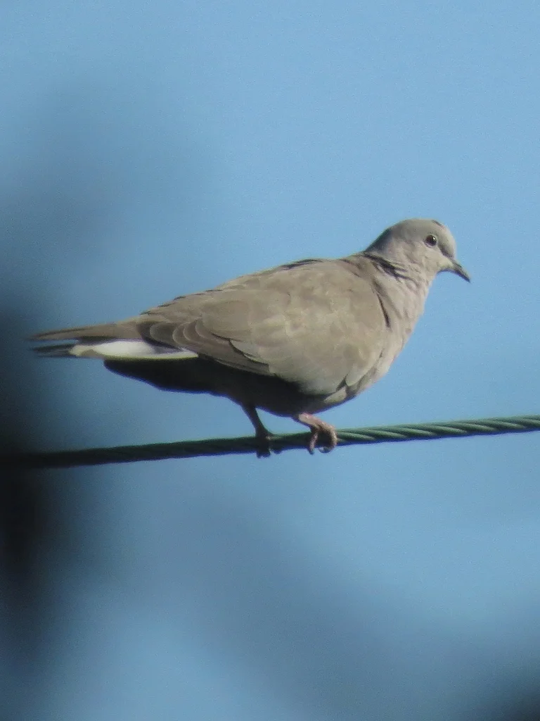 灰斑鸠(Streptopelia decaocto)
