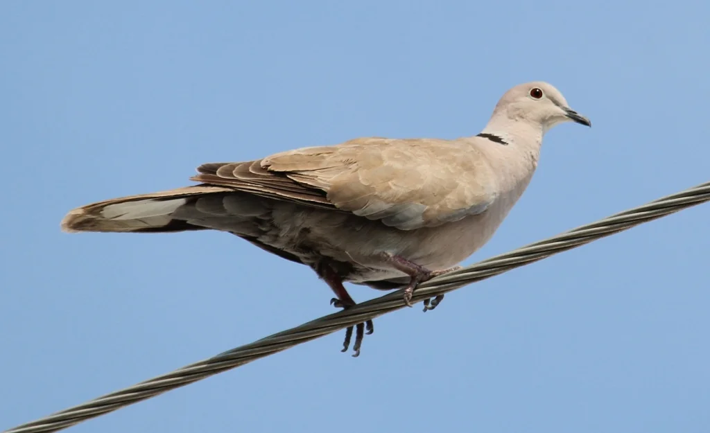 灰斑鸠(Streptopelia decaocto)