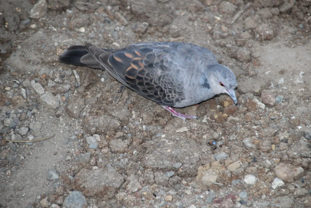 粉胸斑鸠(Streptopelia lugens)