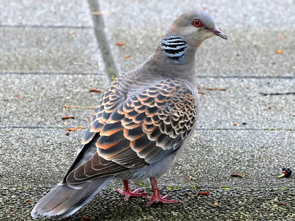 山斑鸠(Streptopelia orientalis)