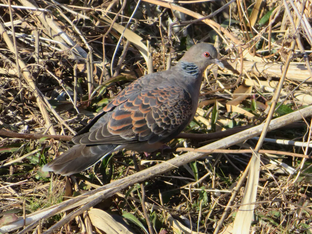 山斑鸠(Streptopelia orientalis)