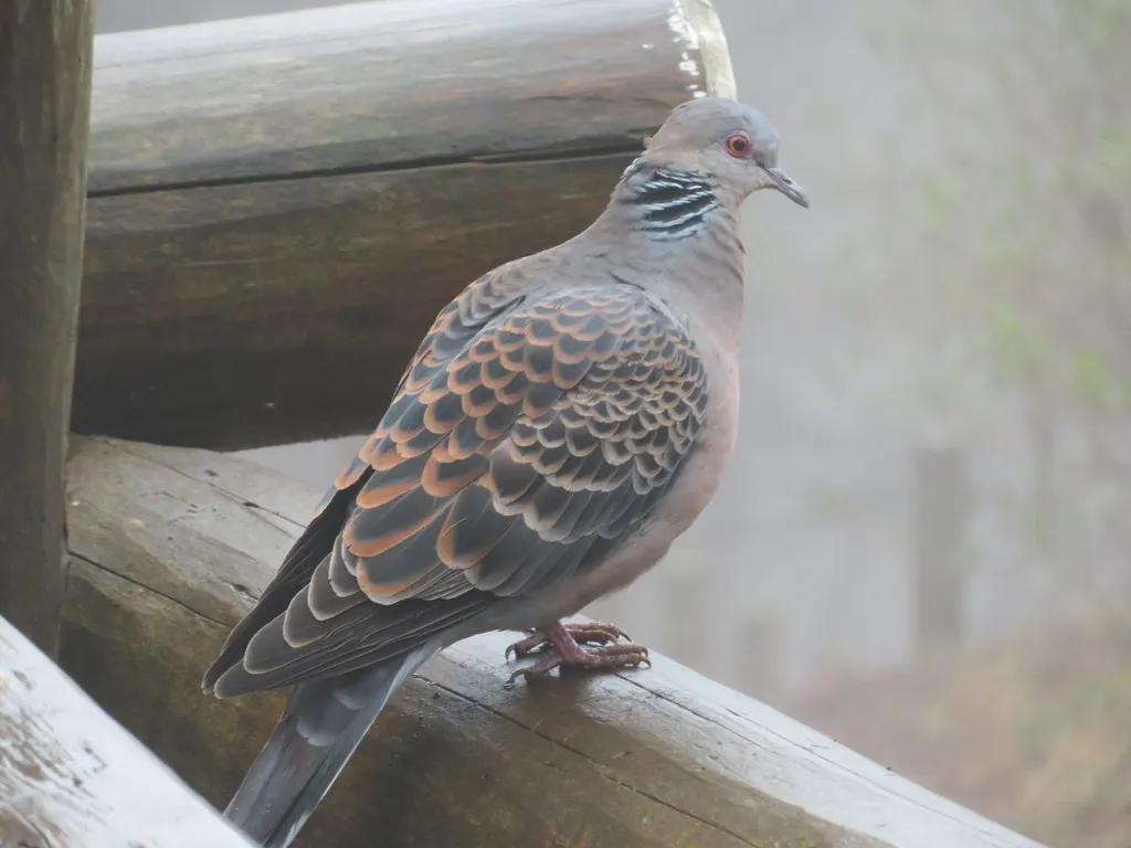 山斑鸠(Streptopelia orientalis)