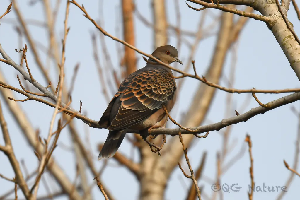 山斑鸠(Streptopelia orientalis)