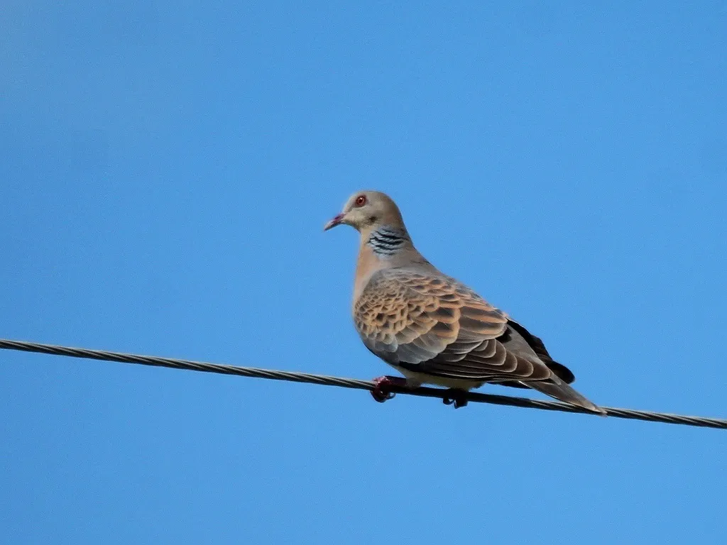 山斑鸠(Streptopelia orientalis)