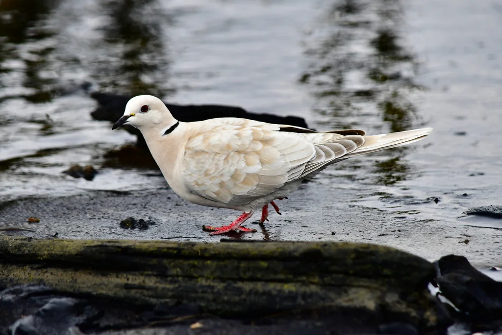 粉头斑鸠(Streptopelia roseogrisea)