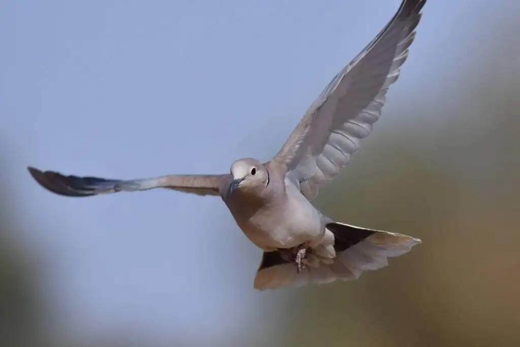 粉头斑鸠(Streptopelia roseogrisea)