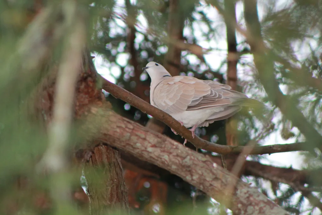 粉头斑鸠(Streptopelia roseogrisea)