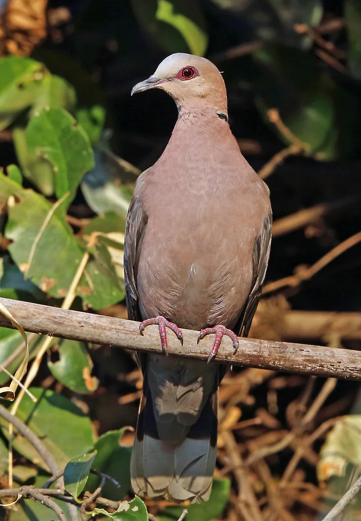 红眼斑鸠(Streptopelia semitorquata)