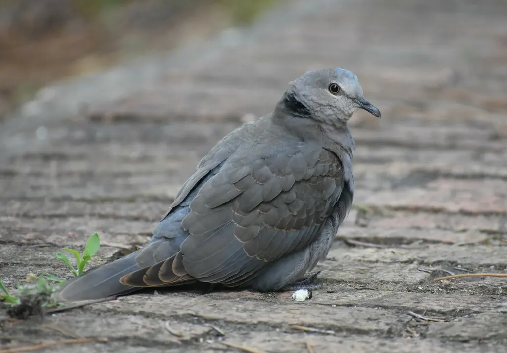 红眼斑鸠(Streptopelia semitorquata)