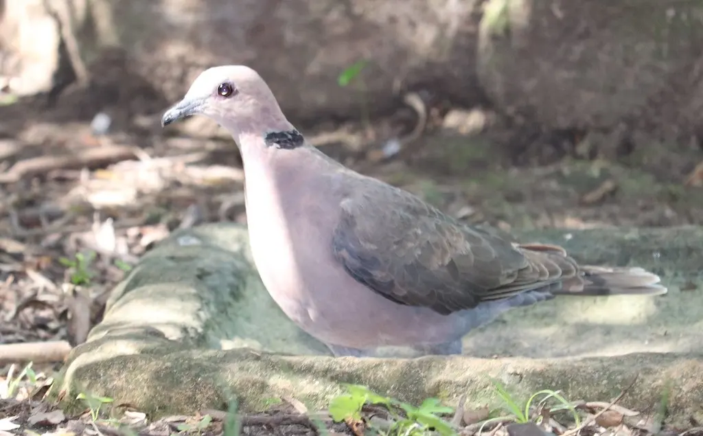 红眼斑鸠(Streptopelia semitorquata)