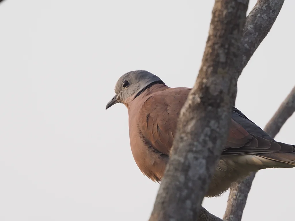 火斑鸠(Streptopelia tranquebarica)