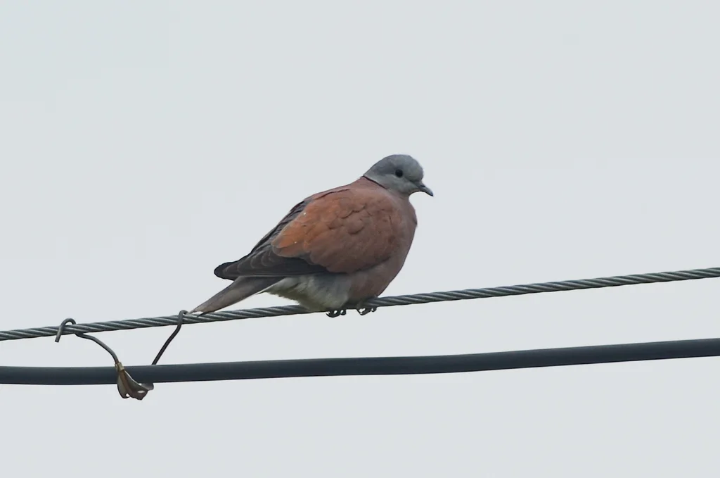火斑鸠(Streptopelia tranquebarica)