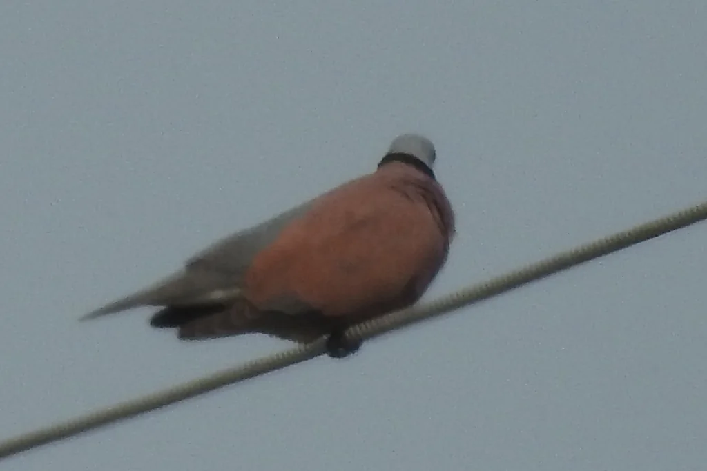 火斑鸠(Streptopelia tranquebarica)