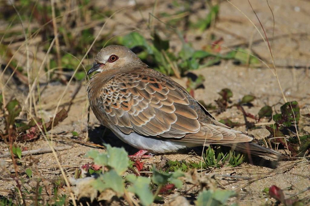 欧斑鸠(Streptopelia turtur)