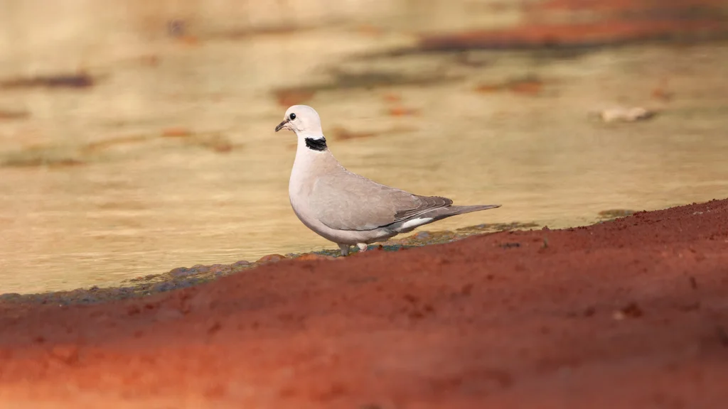 酒红斑鸠(Streptopelia vinacea)