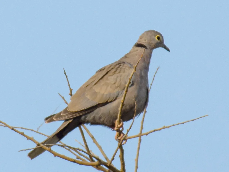 缅甸斑鸠(Streptopelia xanthocycla)
