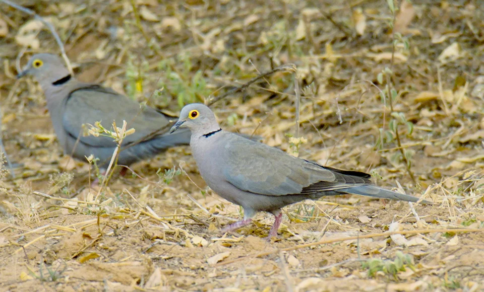 缅甸斑鸠(Streptopelia xanthocycla)