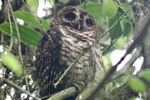 棕斑叫鸮