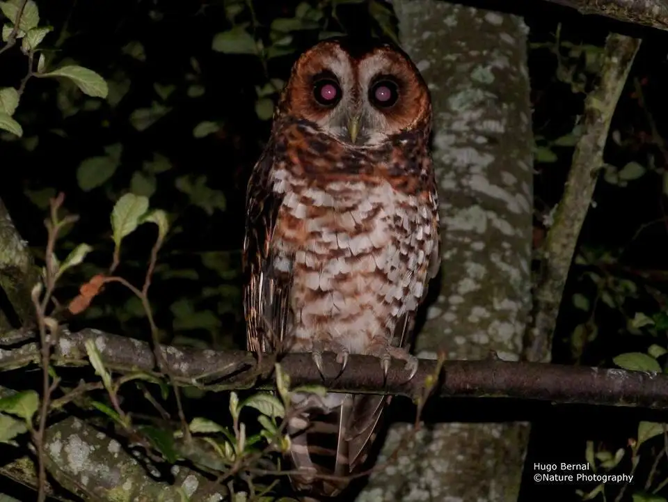 棕斑叫鸮(Strix albitarsis)