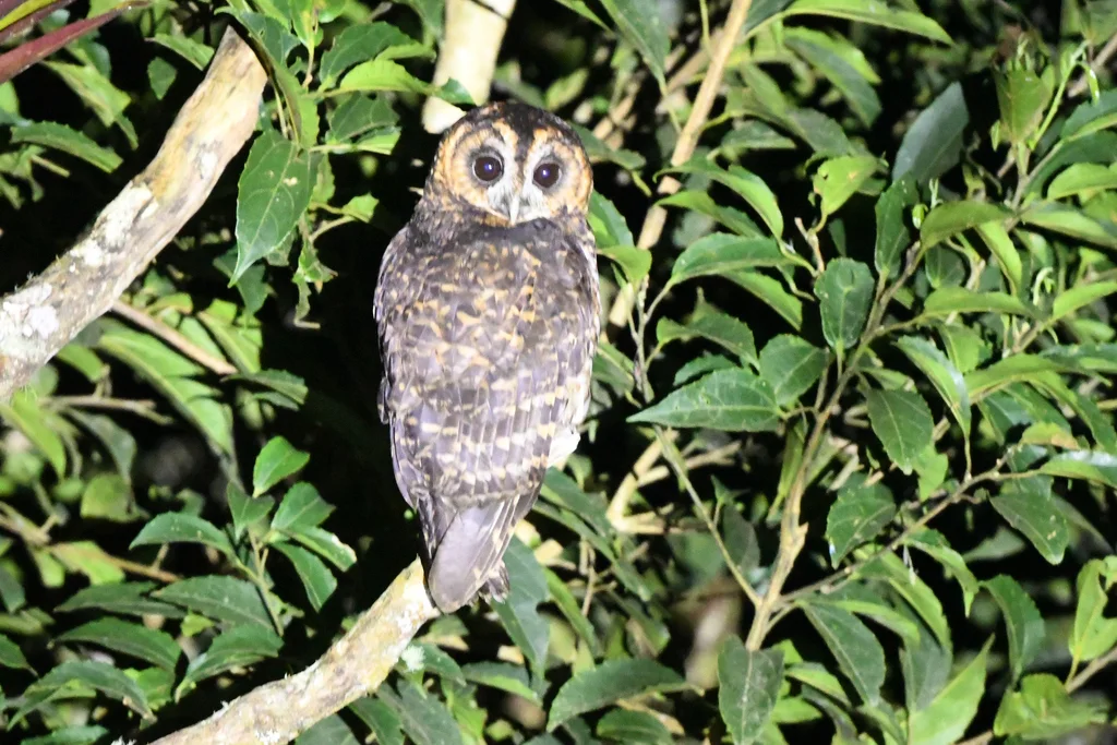 棕斑叫鸮(Strix albitarsis)