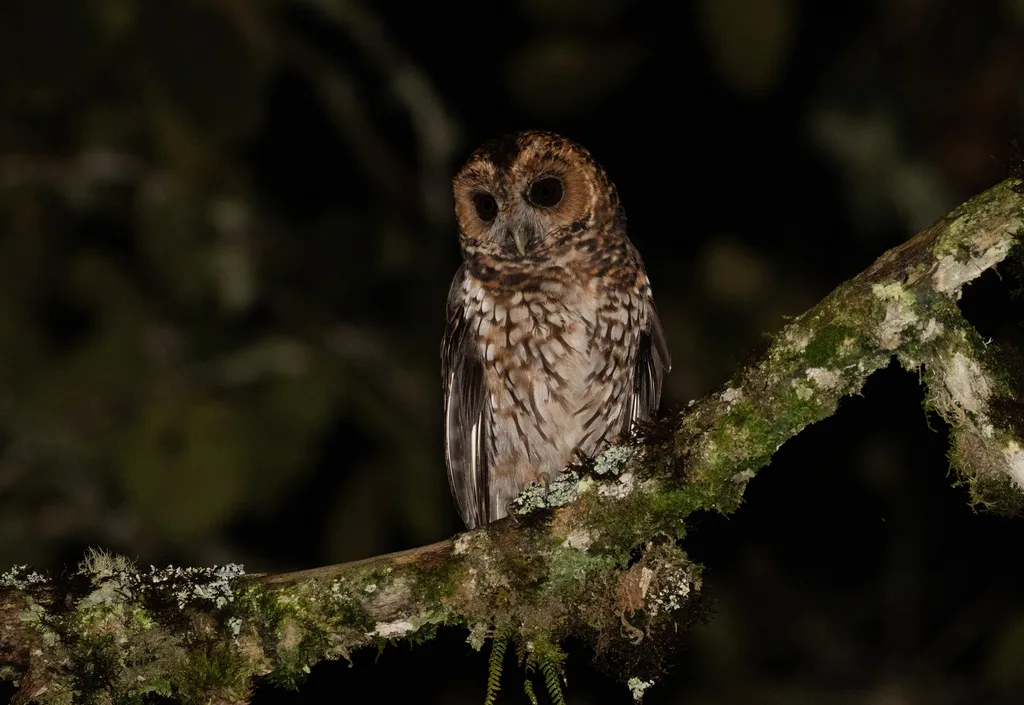 棕斑叫鸮(Strix albitarsis)
