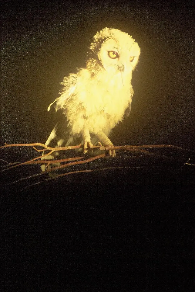 漠林鸮(Strix butleri)