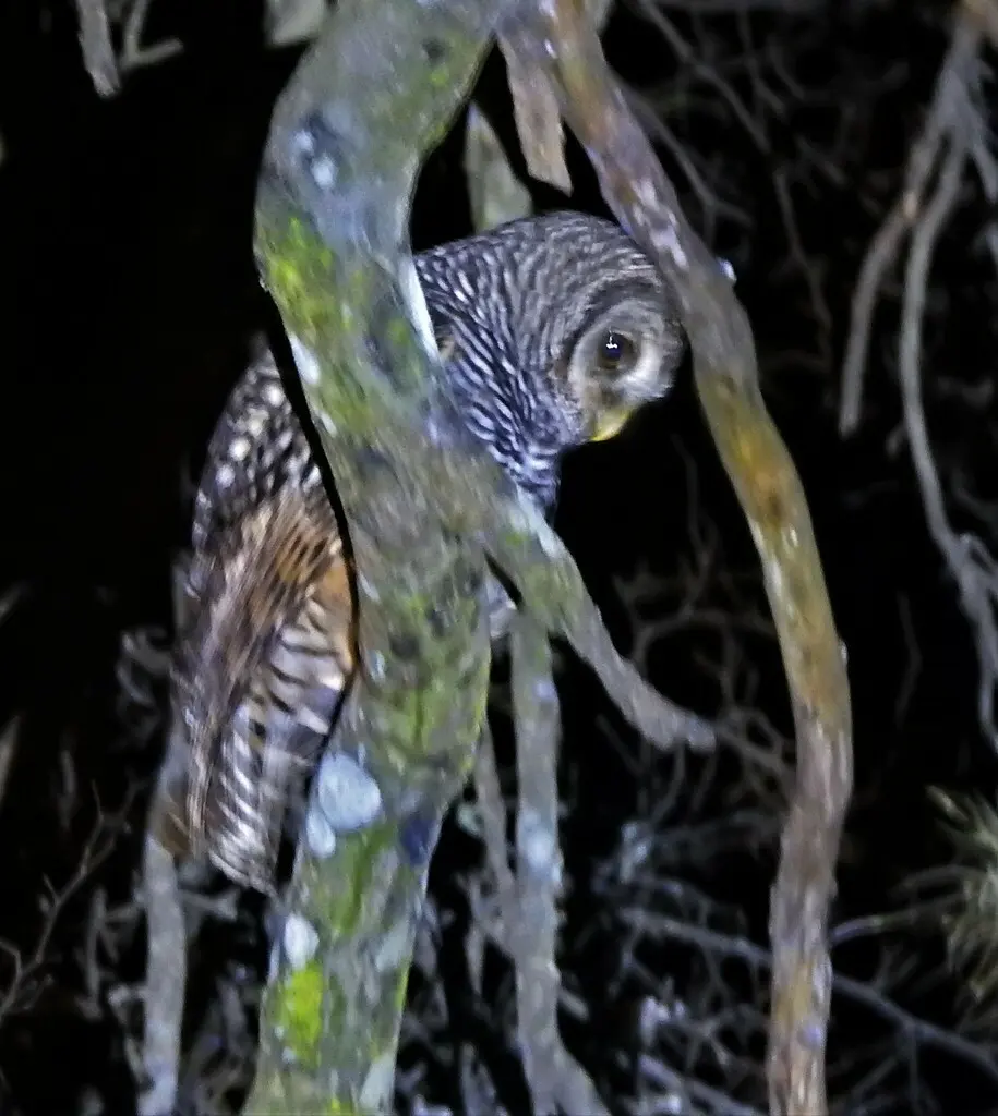 查科林鸮(Strix chacoensis)