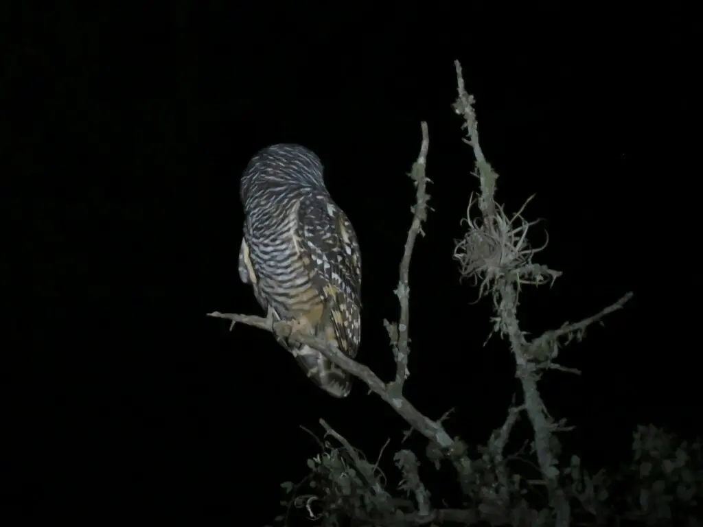 查科林鸮(Strix chacoensis)