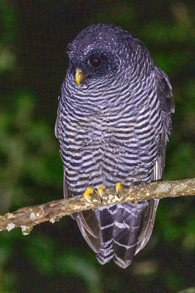 黑斑林鸮(Strix huhula)