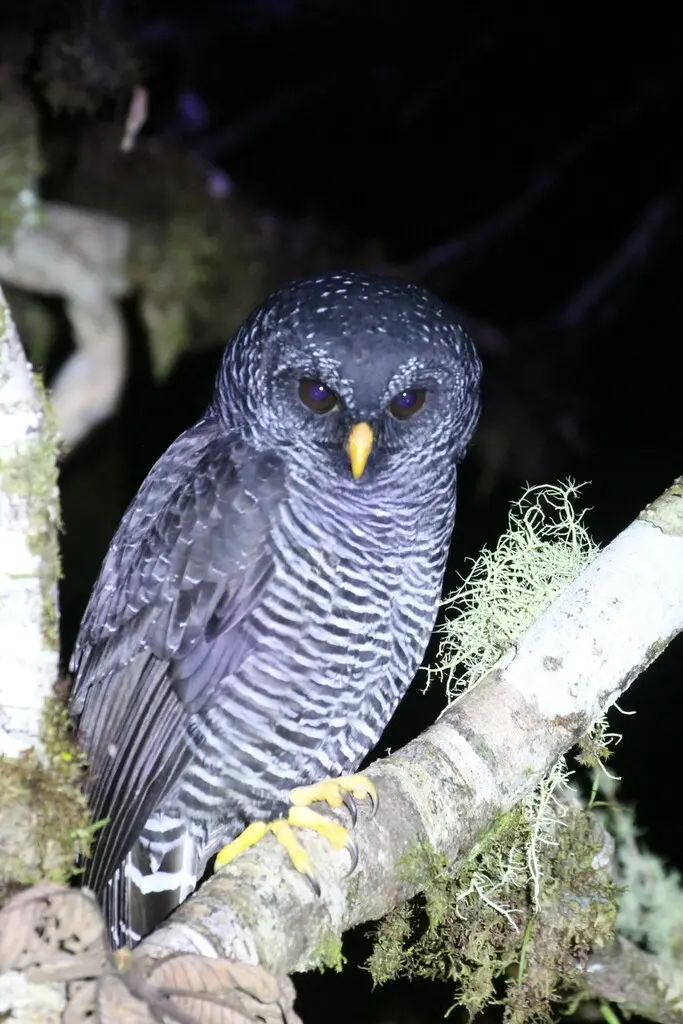 黑斑林鸮(Strix huhula)