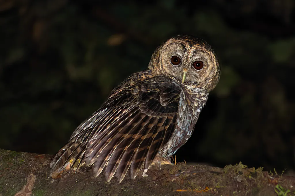 锈斑林鸮(Strix hylophila)