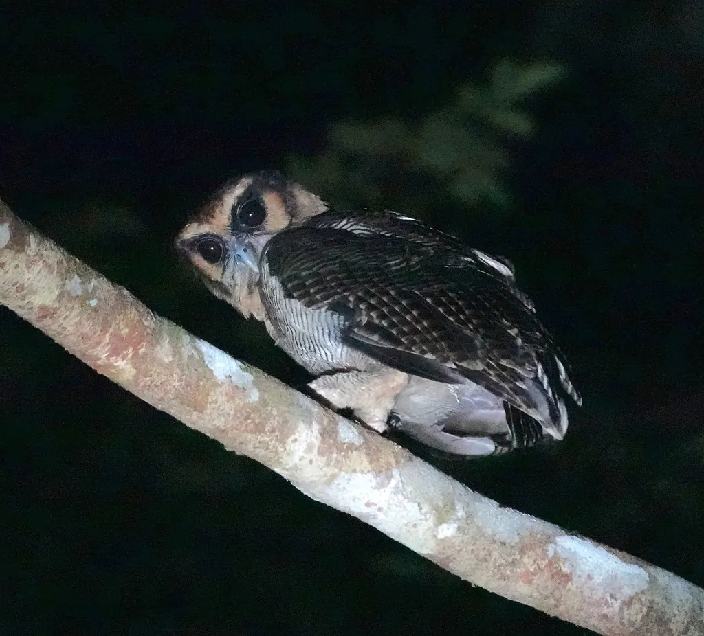 褐林鸮(Strix leptogrammica)