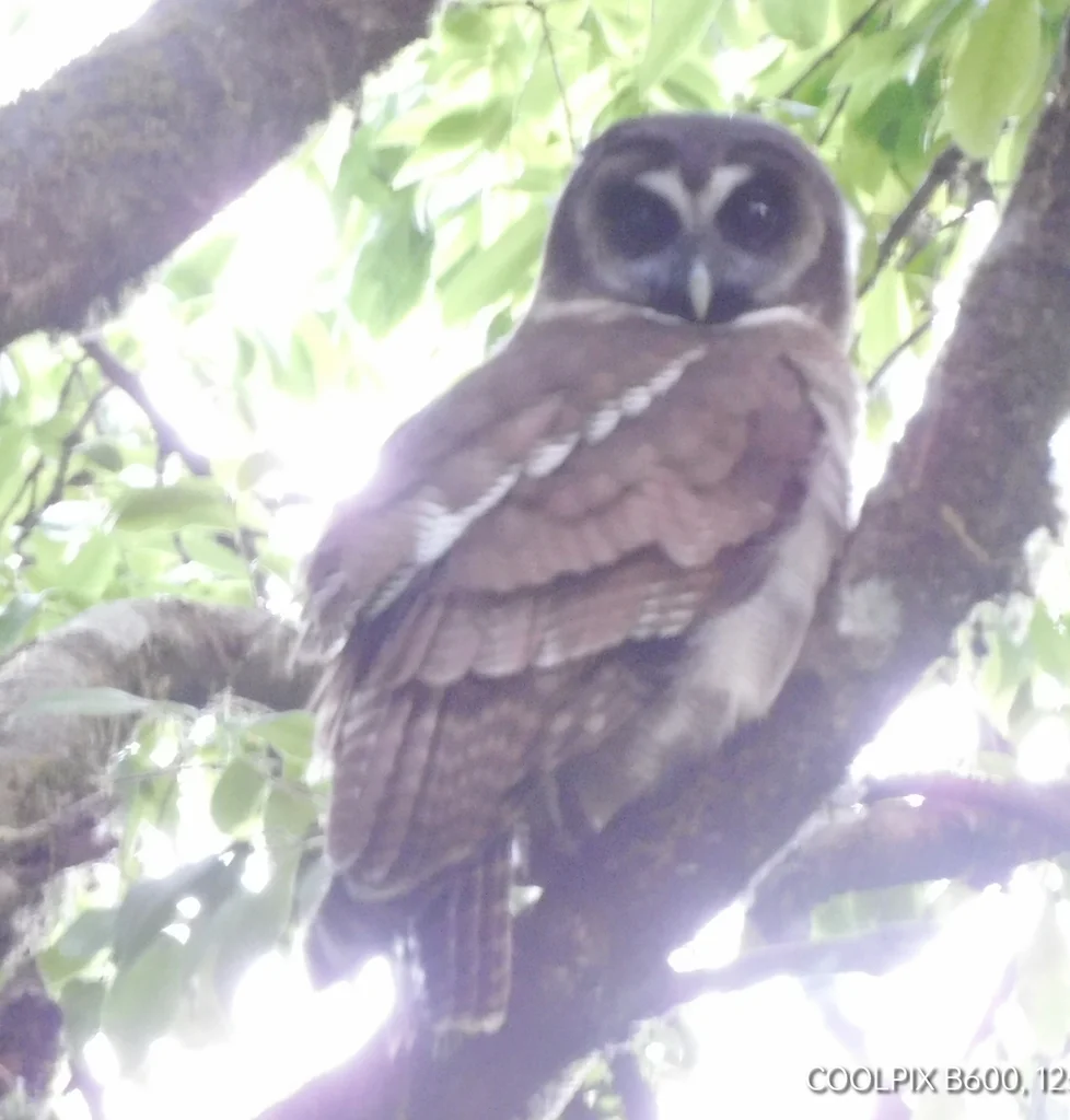 褐林鸮(Strix leptogrammica)