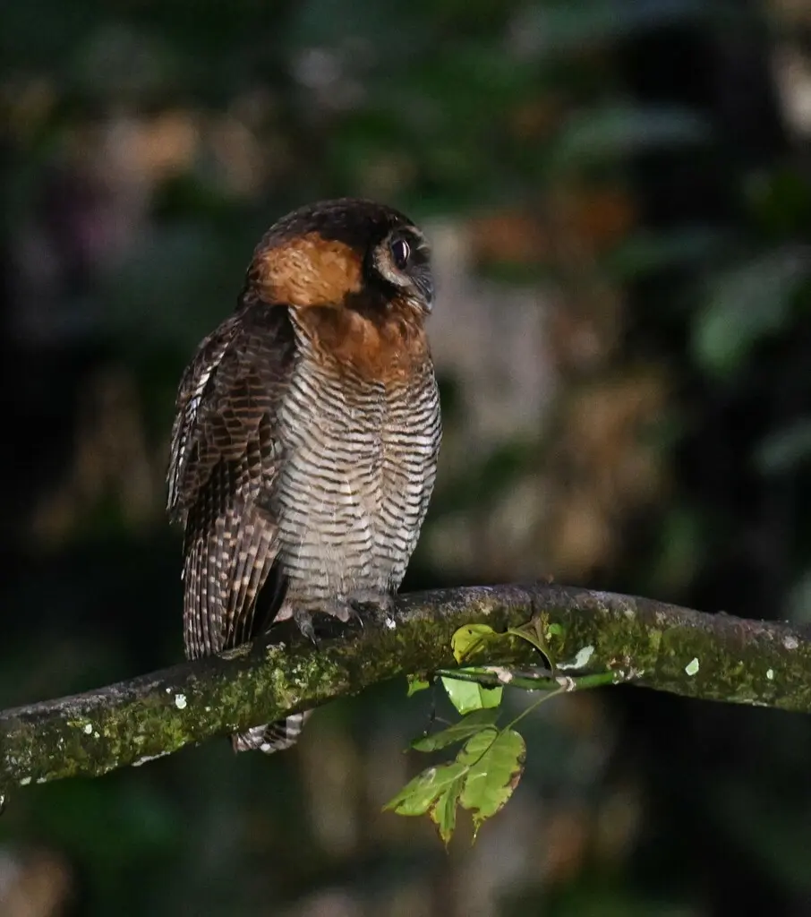褐林鸮(Strix leptogrammica)